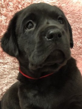 ラブラドールレトリバー【大分県・女の子・2019年11月2日・ブラック】の写真「1月5日まで特別割引♫紹介文をご覧下さい！」