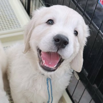ゴールデンレトリバー【大分県・男の子・2024年5月31日・クリーム】の写真「祖父ロシアCH輸入犬、血統優秀な英国系です🐶」