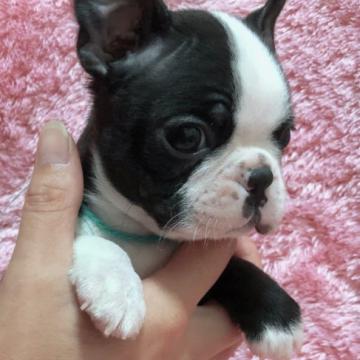 ボストンテリア【大分県・男の子・2022年9月8日・ボストンカラー】の写真「パパCH、ママCH直子の血統優秀な赤ちゃんです🐶」