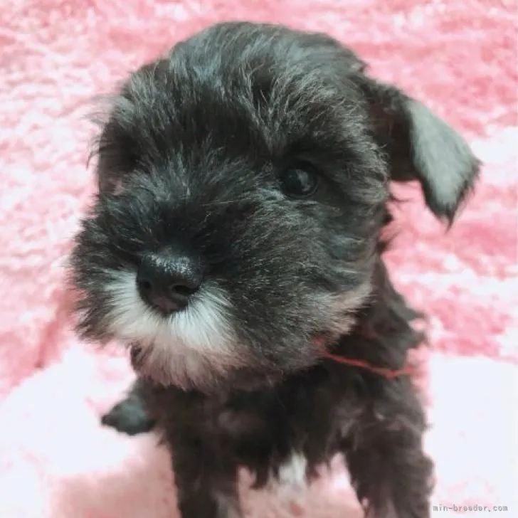 A.N 様のお迎えした子犬