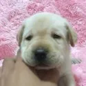 ラブラドールレトリバー【大分県・男の子・2020年9月12日・イエロー】の写真2