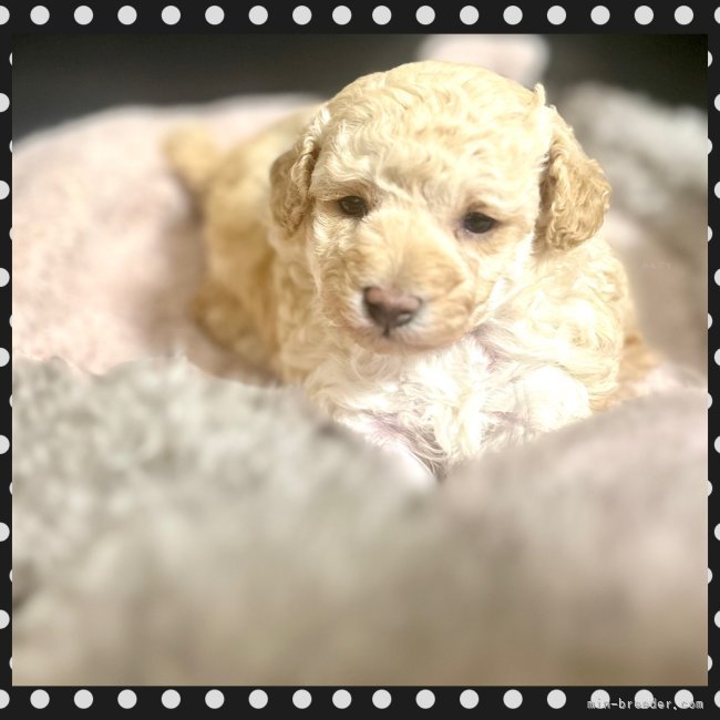 齋藤栞ブリーダーのブログ：💜🩷おめめが開きました🩷💜