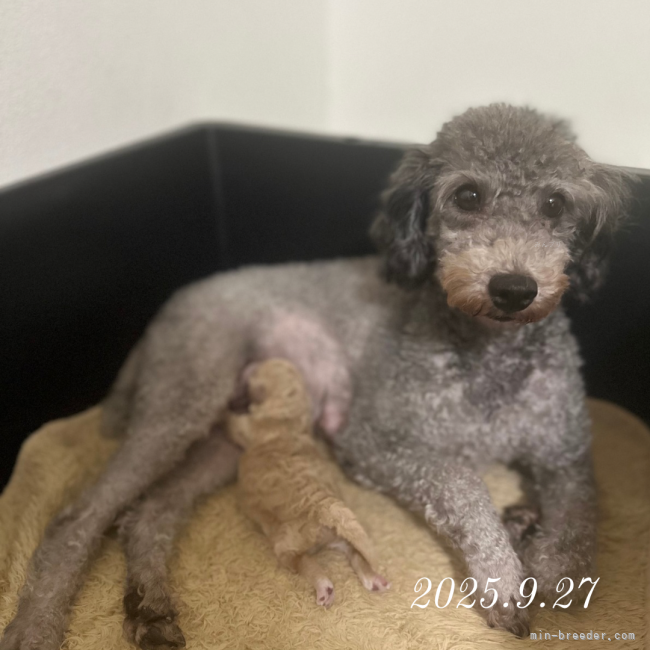 齋藤栞ブリーダーのブログ：💛🐶出産報告①💛🐶