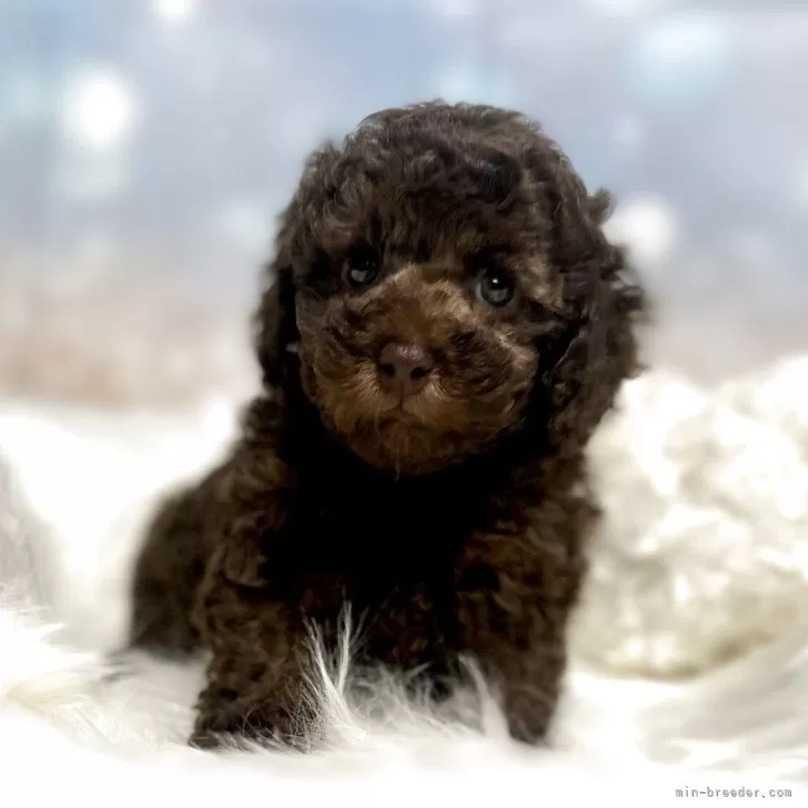 H.S 様のお迎えした子犬