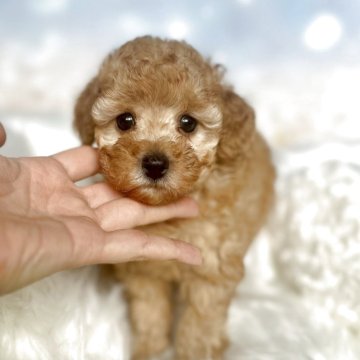 トイプードル(トイ)【新潟県・男の子・2025年10月4日・アプリコット】の写真「見学スタート❣️ベビーフェイスな男の子👶💙」