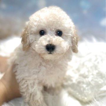 トイプードル(トイ)【新潟県・男の子・2025年9月28日・クリーム】の写真「ちょこんと天使顔🩵✨見学できます🩵」