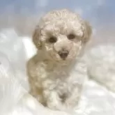 トイプードル(トイ)