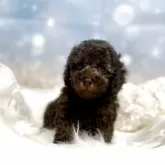 トイプードル(トイ)