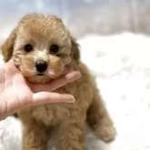 トイプードル(トイ)