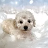 トイプードル(トイ)