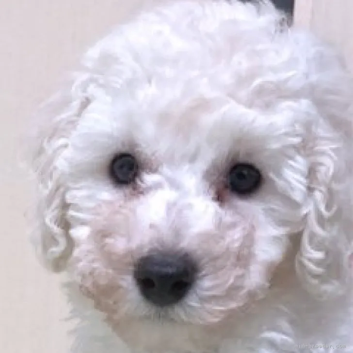 ききたね 様のお迎えした子犬