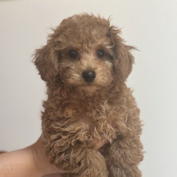 トイプードル(トイ)【新潟県・男の子・2023年10月21日・レッド】の写真「元気な男の子！😊毛量ばっちりです🩵」