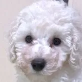 トイプードル(トイ)【新潟県・男の子・2022年11月22日・ホワイト】の写真1「ドアップ正面写真です♪ 生後58日」