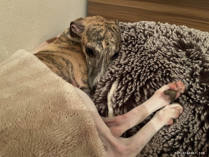 川上朋美ブリーダーのブログ：湯（ニュ）たんぽ