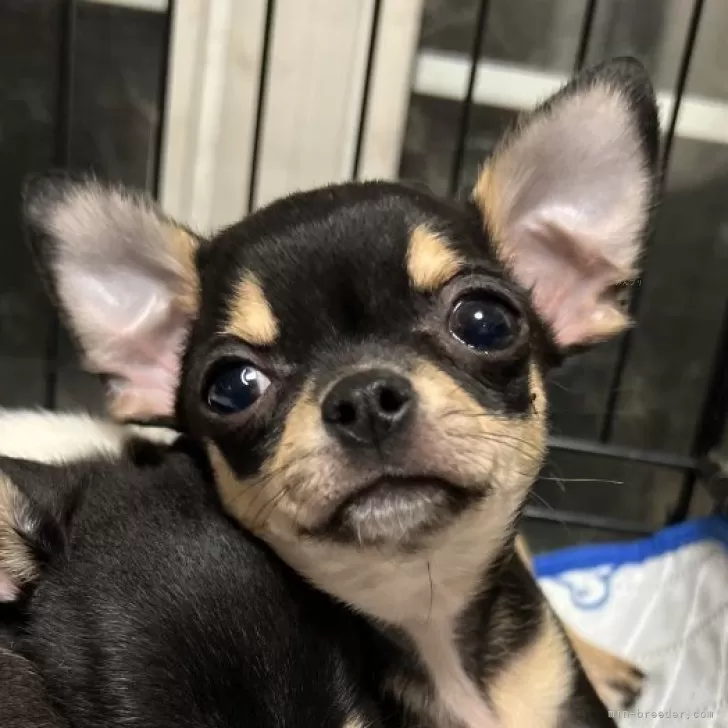 ID：2509-04279の子犬