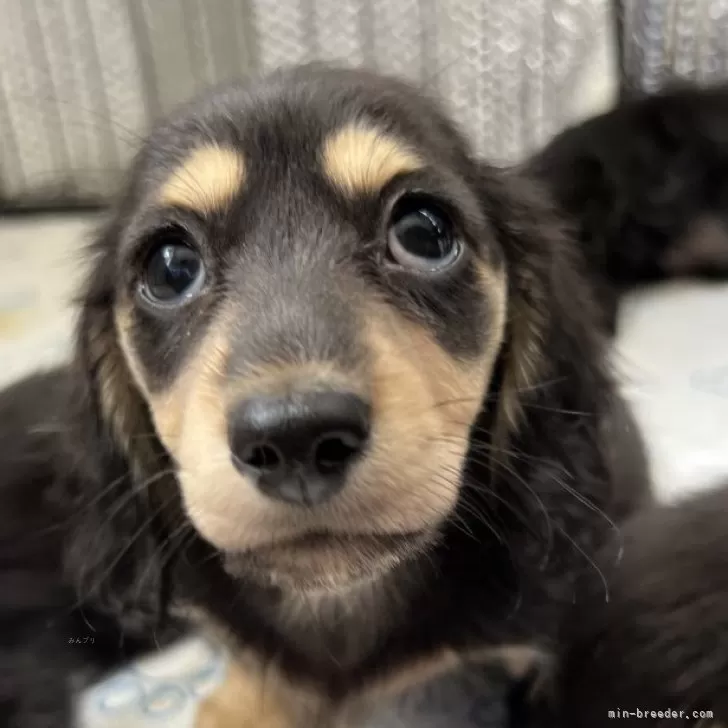 S.A 様のお迎えした子犬