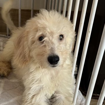 ミディアムラブラドゥードルf1b(プードル×ラブラドールレトリバー)【滋賀県・男の子・2025年8月25日・クリーム】の写真「見学日当日に一緒に帰れます❤️ライトニングくん」