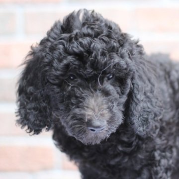 【滋賀県・男の子・2025年8月25日・ブラック】の写真「見学当日に一緒に帰れます❤️ハドソンくん」