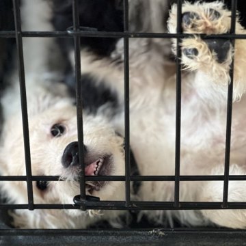 ミディアムラブラドゥードルf1b(プードル×ラブラドールレトリバー)【滋賀県・男の子・2025年8月25日・クリーム】の写真「見学日当日に一緒に帰れます❤️メーターくん」