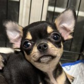 チワワ(スムース)