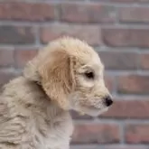 ミディアムラブラドゥードルf1b(プードル×ラブラドールレトリバー)【滋賀県・女の子・2025年8月25日・クリーム】の写真4