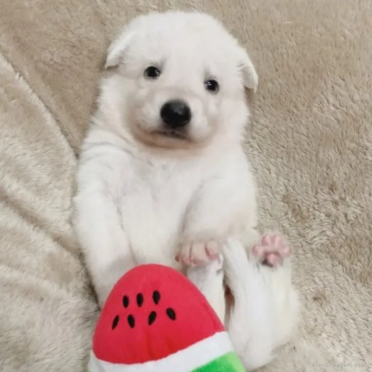 ID：2305-05190の子犬