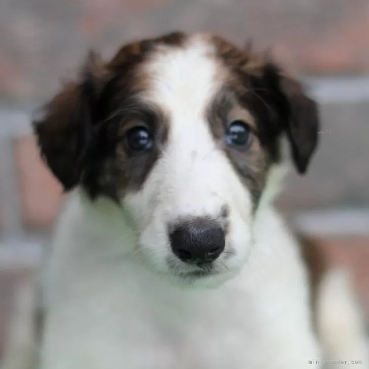ID:2410-06840の子犬
