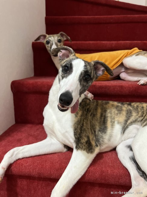 ウィペット【・女の子・2024年8月5日・ブリンドル&amp;ホワイト】