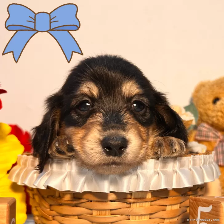 ID:2407-07631の子犬