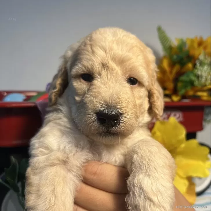 ID：2408-01096の子犬