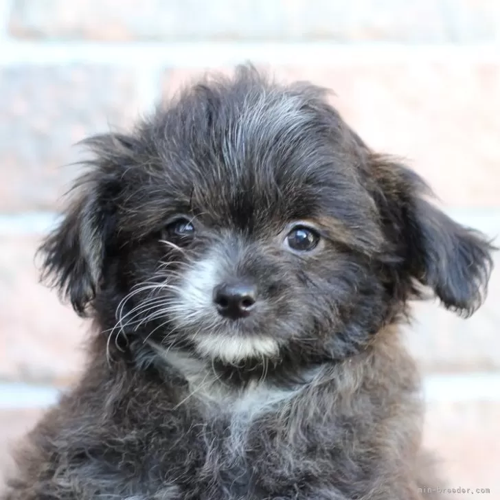 ID:2408-06535の子犬