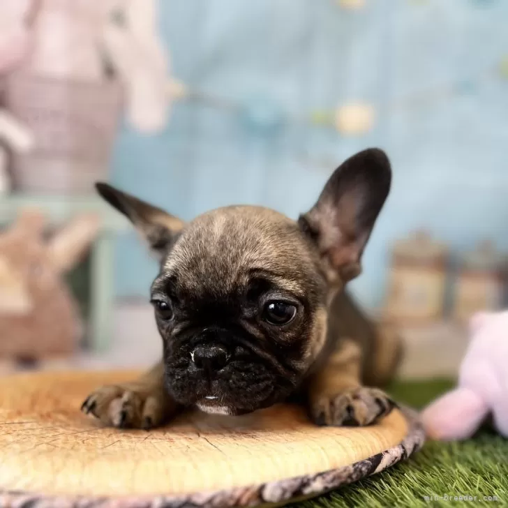 ID：2503-01455の子犬