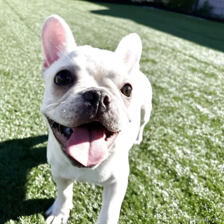 ID:2508-03060の子犬