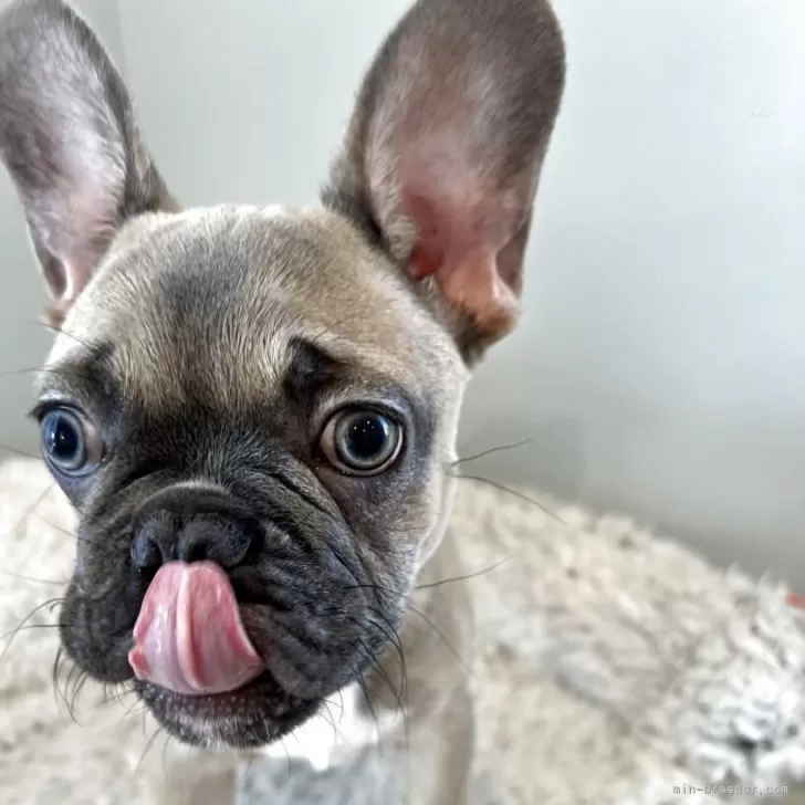 ID：2508-03057の子犬