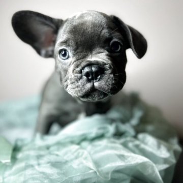 フレンチブルドッグ【愛知県・男の子・2025年8月24日・ブルー】の写真「ちょっぴりシャイな男の子」