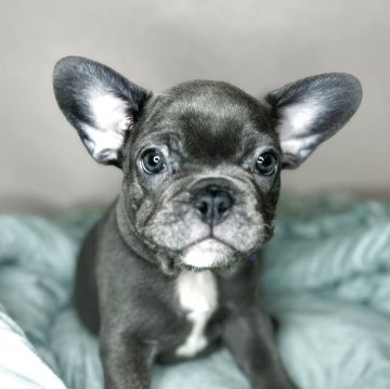 フレンチブルドッグ【愛知県・男の子・2025年8月24日・ブルー】の写真「かっこいい系の男の子」