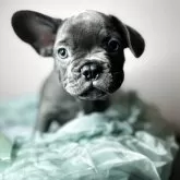 フレンチブルドッグ