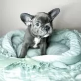 フレンチブルドッグ【愛知県・男の子・2025年8月24日・ブルー】の写真7