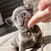 フレンチブルドッグ