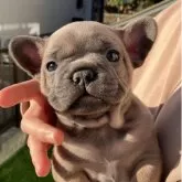 フレンチブルドッグ