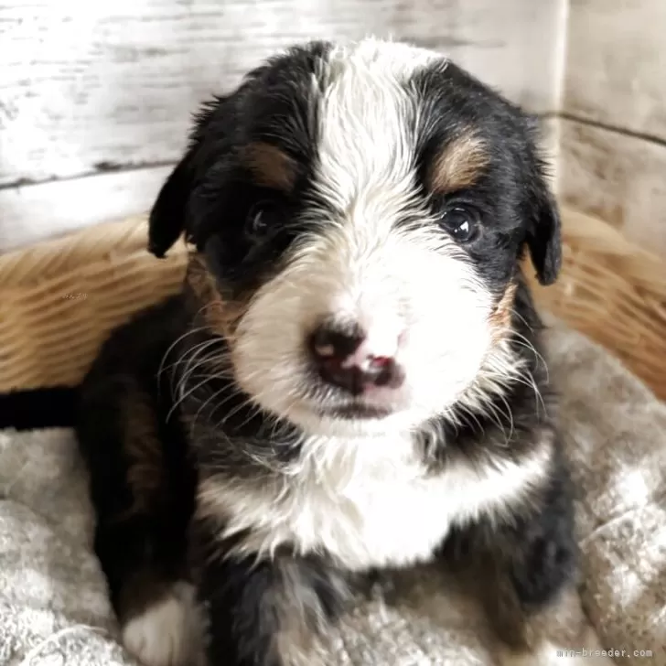 ID:2504-03247の子犬