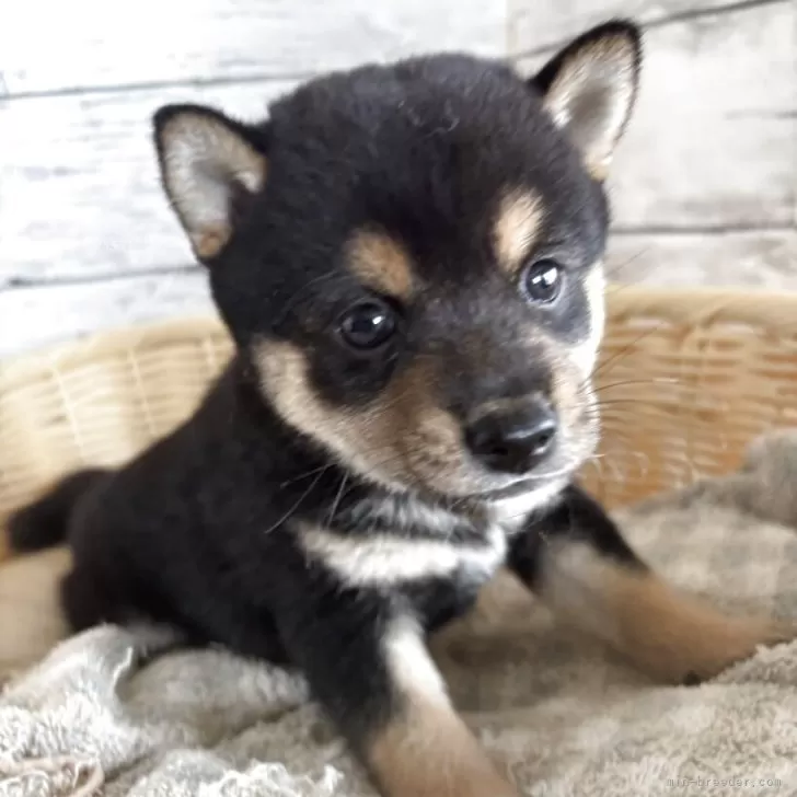ID:2507-04268の子犬