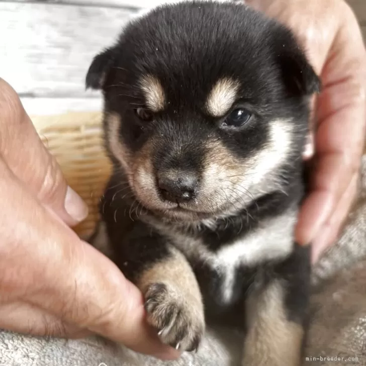タカエママ 様のお迎えした子犬
