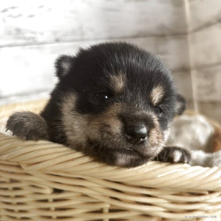 ブリーダー画像