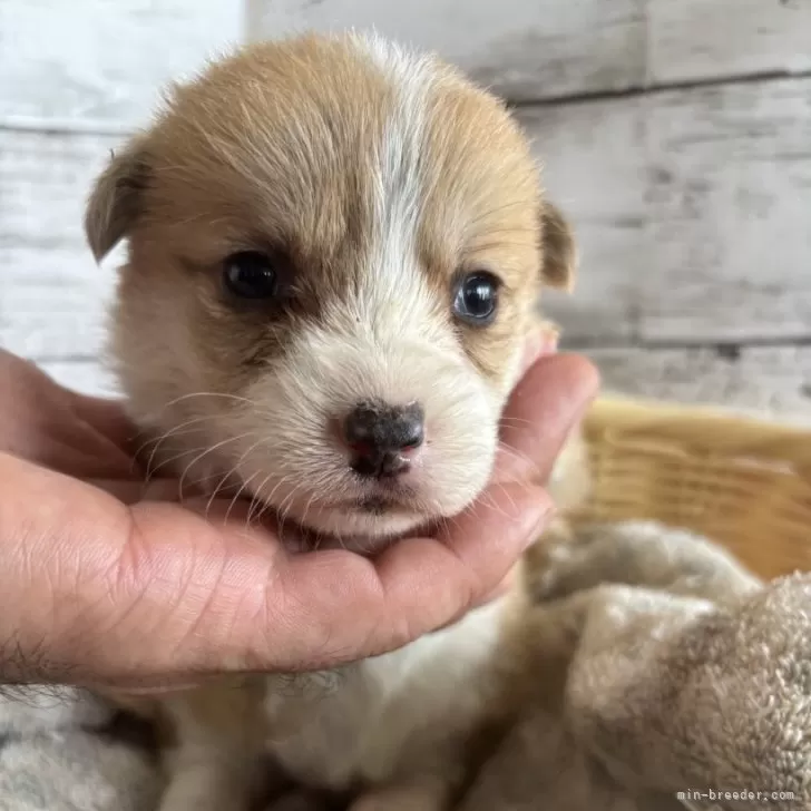 こと 様のお迎えした子犬