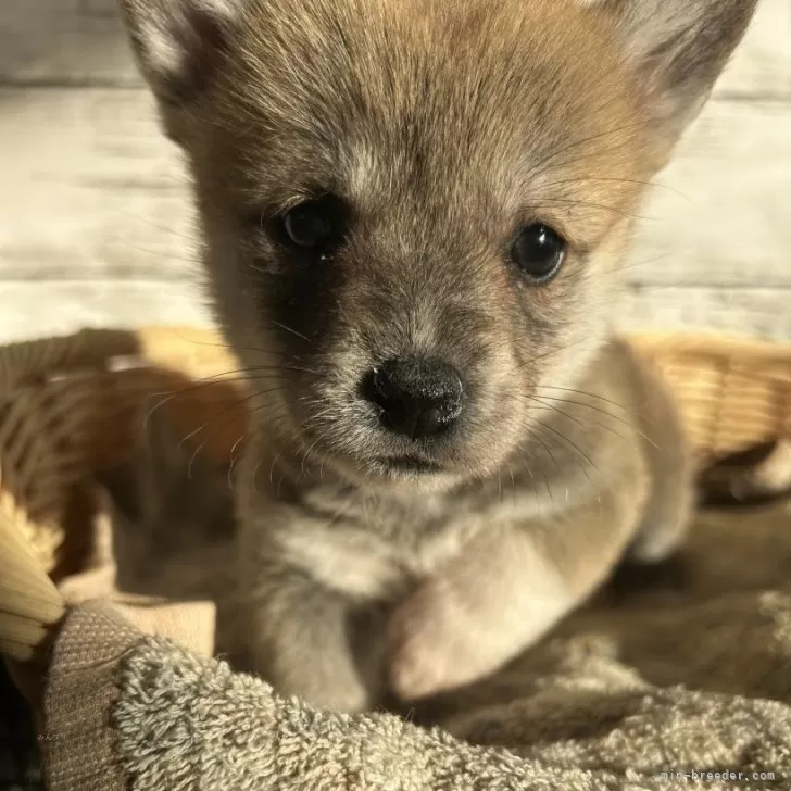 ID:2412-06978の子犬
