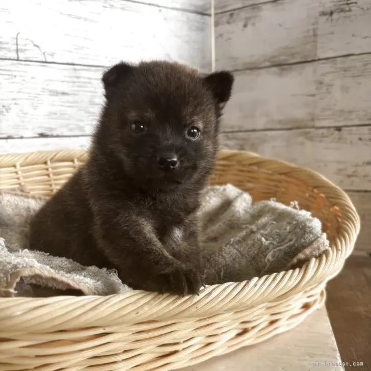 ミックス(柴犬×甲斐犬)【静岡県・女の子・2025年9月25日・コゲ茶】の写真1