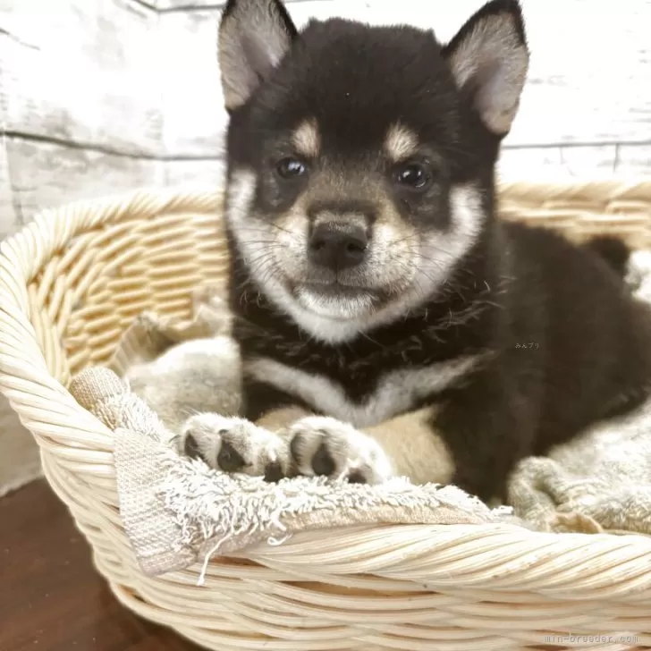 M.Y 様のお迎えした子犬