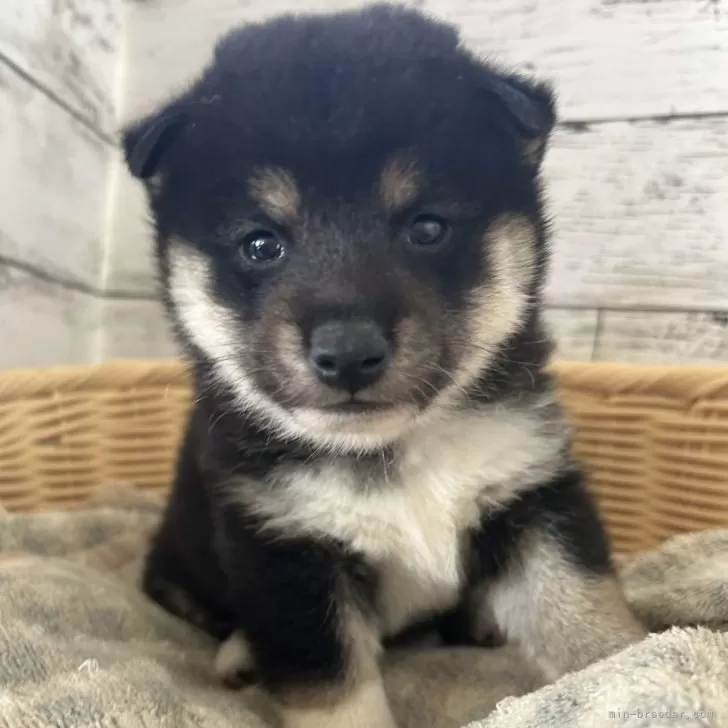 ID：2411-06189の子犬