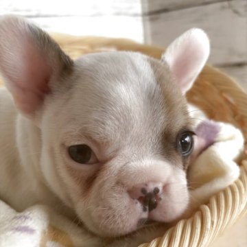 フレンチブルドッグ【静岡県・男の子・2025年11月6日・パイド】の写真「なかなかオシャレな男の子！」